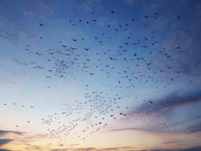 秋风送雁，秋去何处？——大雁南迁的迁徙密码
