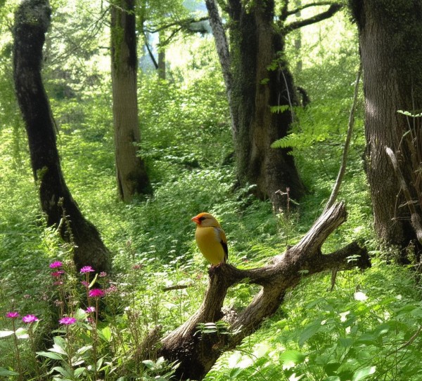 金翅雀的栖息地，探索栖息地的多样性