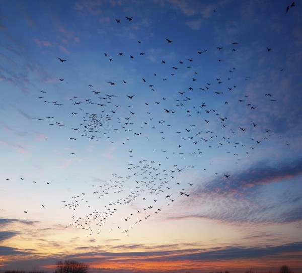 秋风送雁,秋去何处?——大雁南迁的迁徙密码 秋风送雁,秋去何处?——大雁南迁的迁徙密码